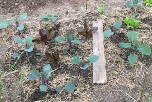 Mehr über den Artikel erfahren „DAS GARTENJAHR“ – KURS IM MAI