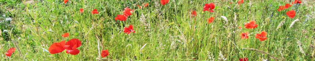 Mehr über den Artikel erfahren Wildgarten